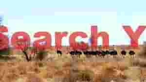 majestic ostriches roaming the arid plains