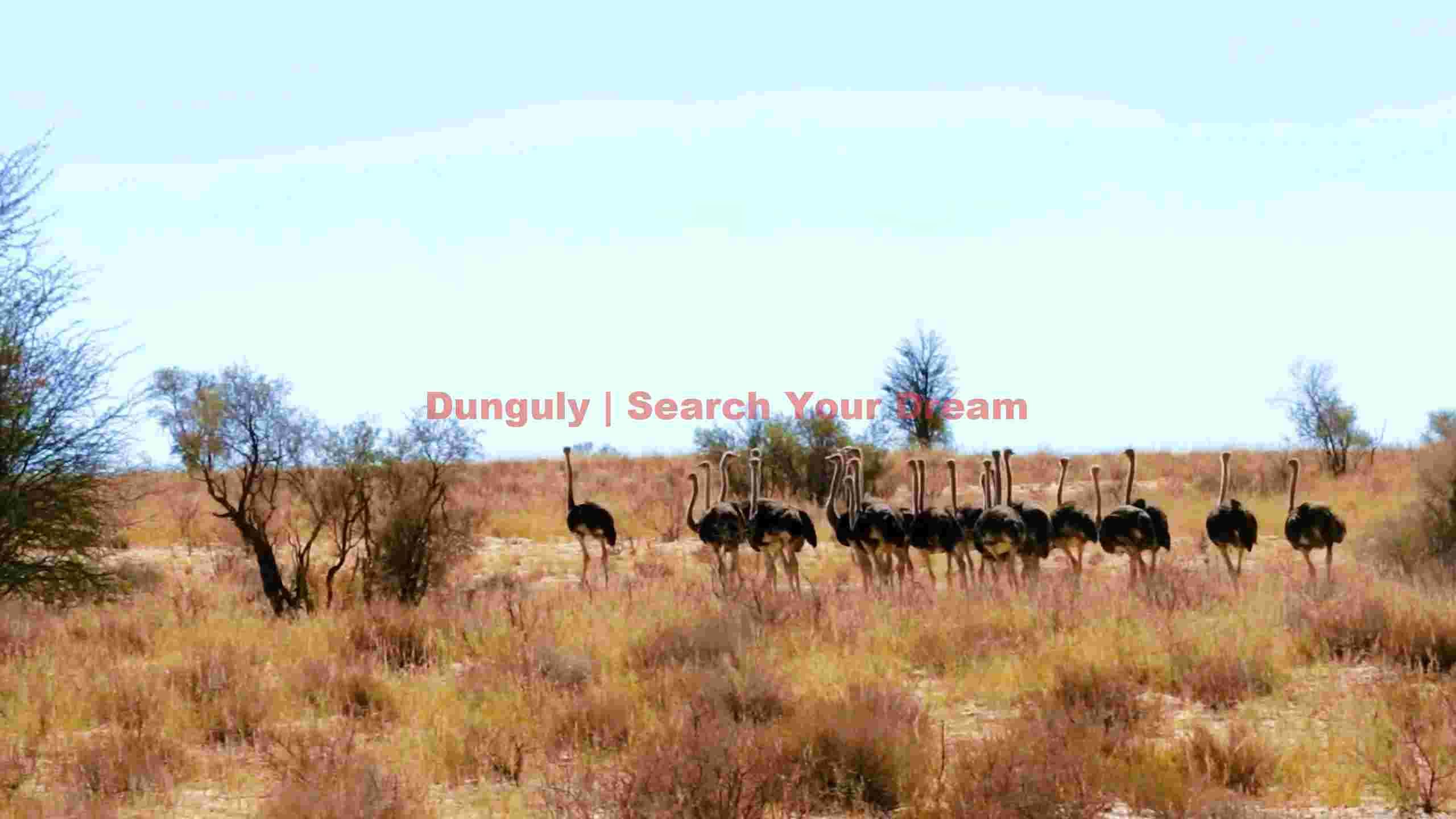 majestic ostriches roaming the arid plains majestic ostriches roaming the arid plains