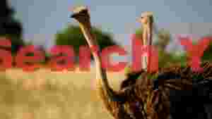 majestic ostriches of the savanna