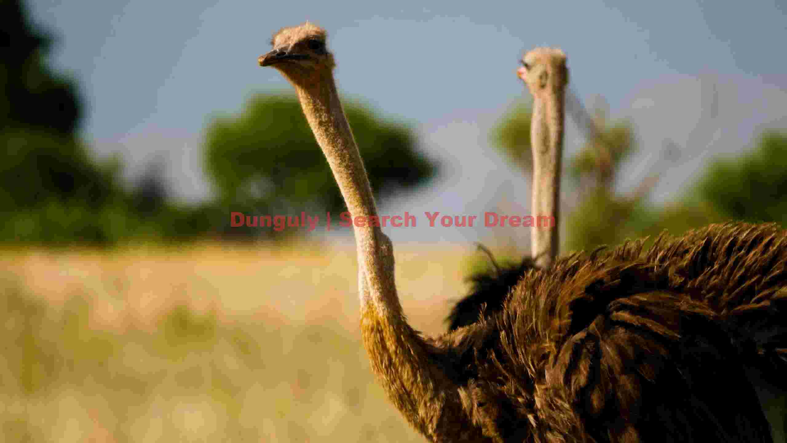 majestic ostriches of the savanna majestic ostriches of the savanna