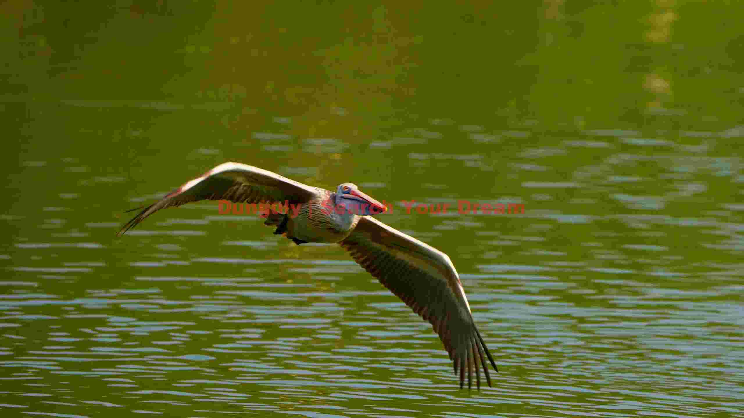 majestic pelican gliding over emerald waters majestic pelican gliding over emerald waters