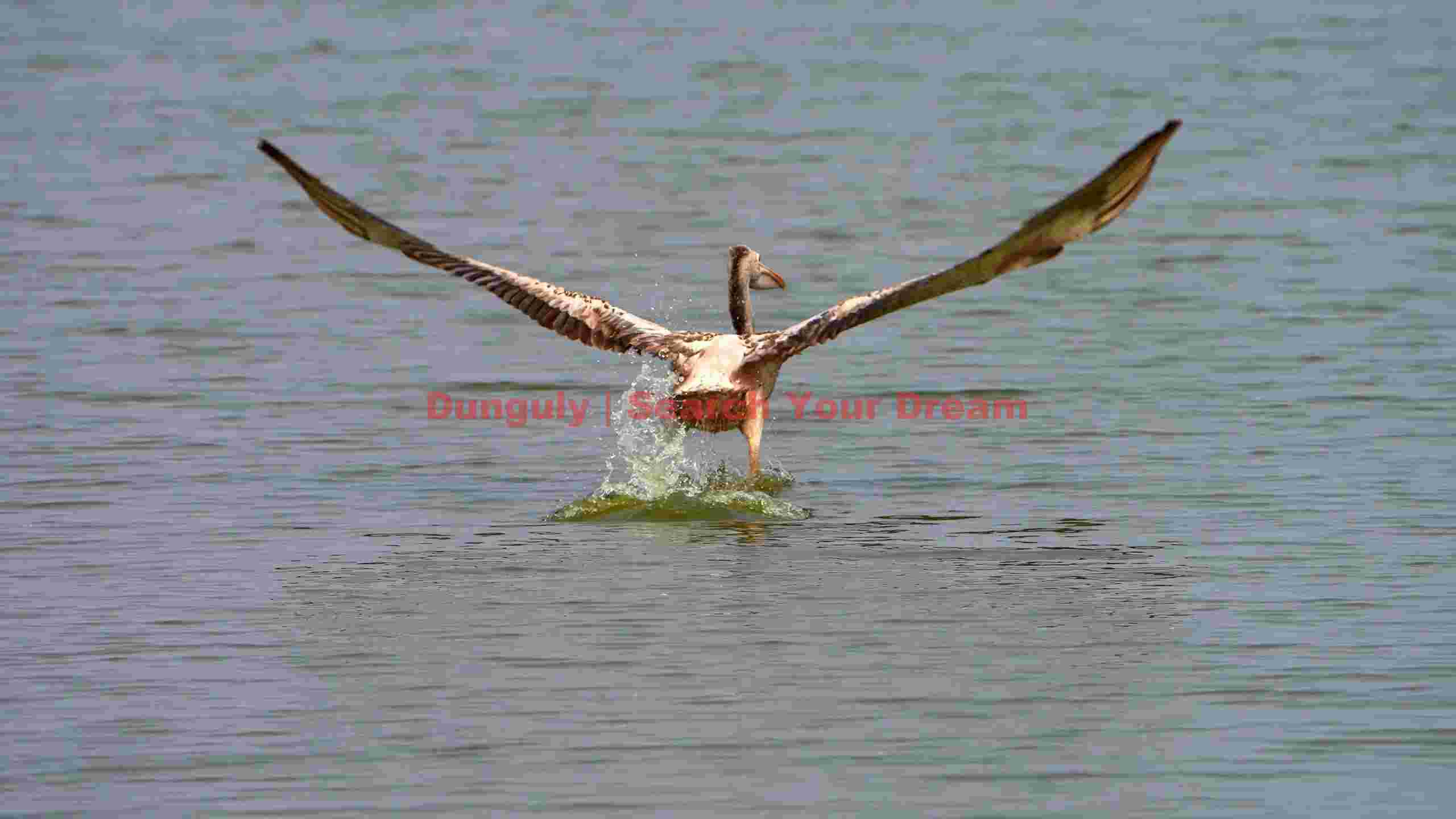majestic pelican taking flight majestic pelican taking flight