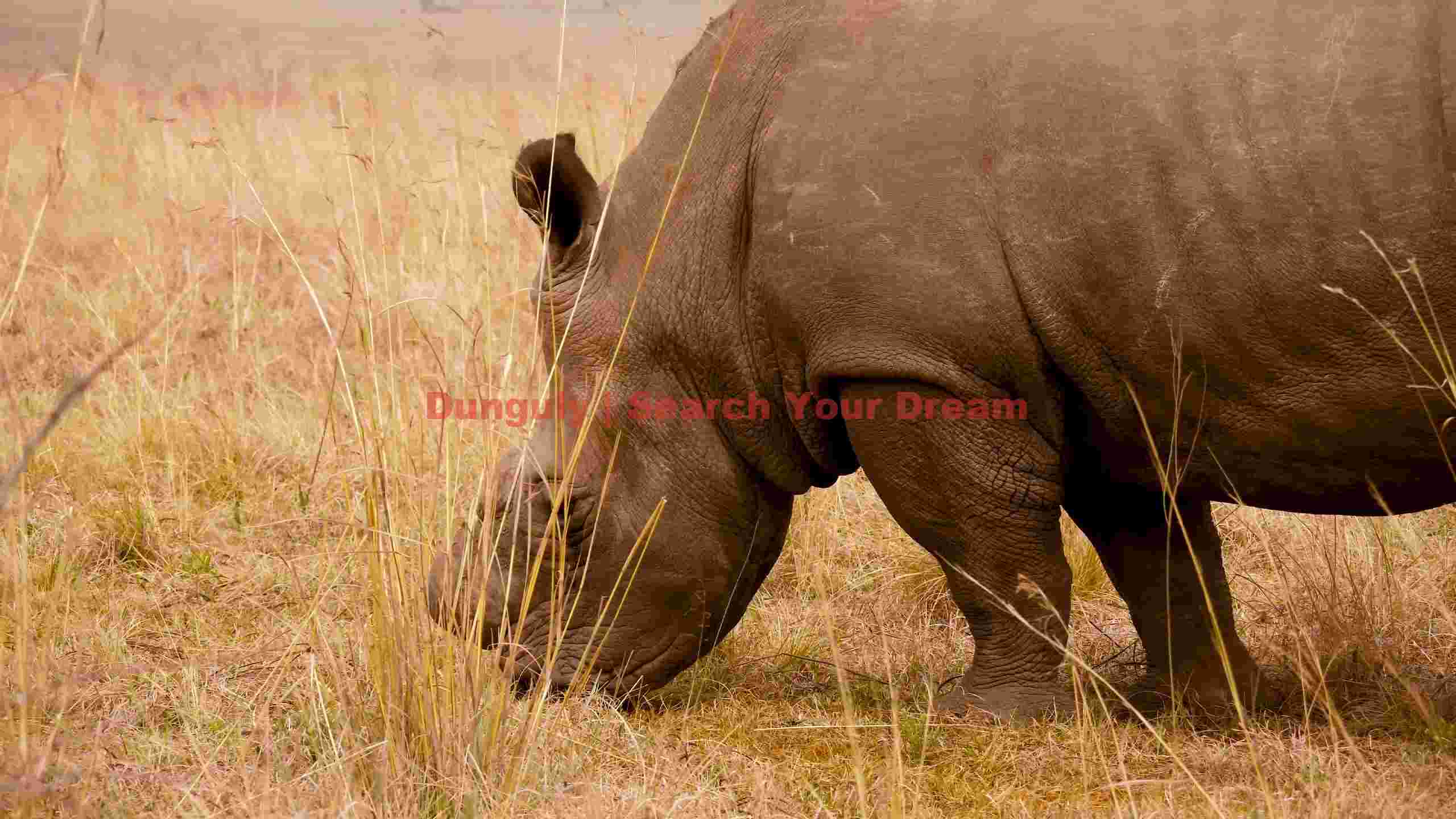 majestic rhinoceros grazing in golden savanna majestic rhinoceros grazing in golden savanna