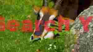 majestic sable antelope grazing in verdant grass