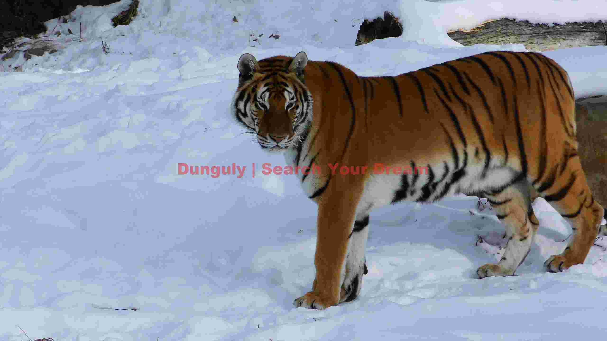majestic siberian tiger in winter snow 2 majestic siberian tiger in winter snow 2