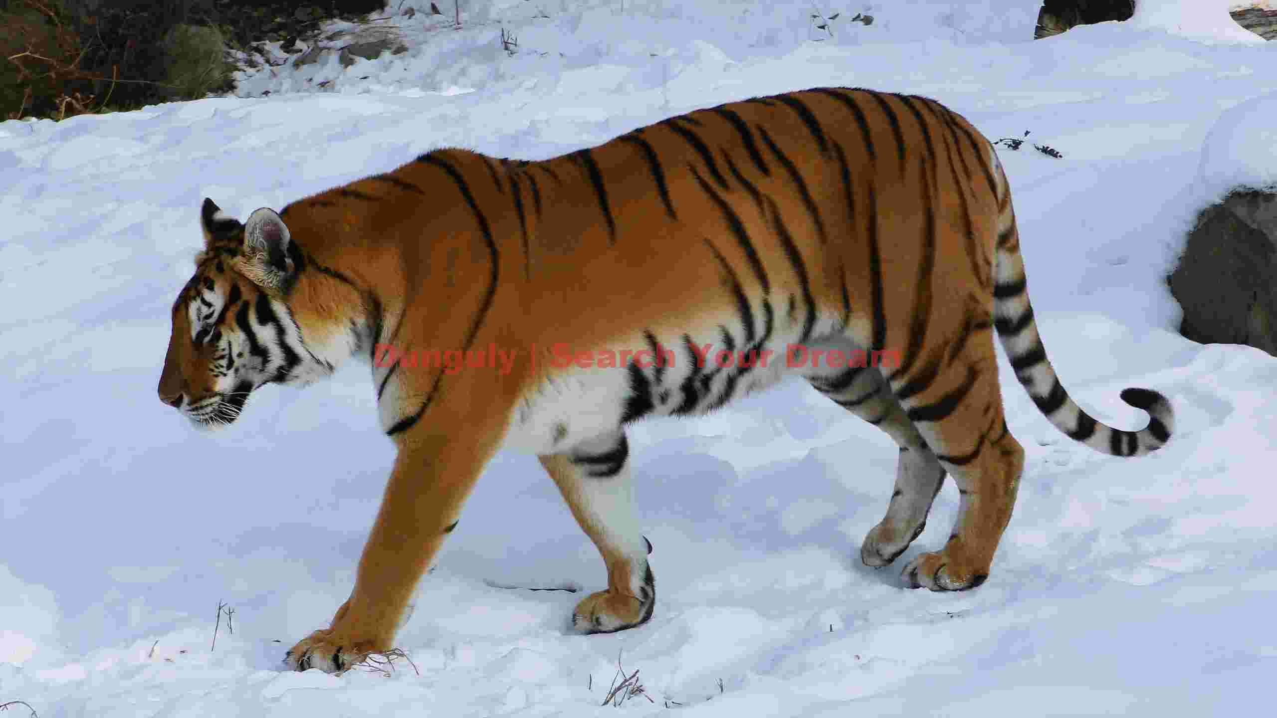 majestic siberian tiger in winter snow 4 majestic siberian tiger in winter snow 4