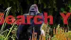 majestic silverback gorilla in bamboo forest