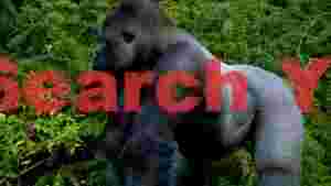 majestic silverback gorilla in lush green jungle