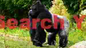 majestic silverback gorilla in lush habitat