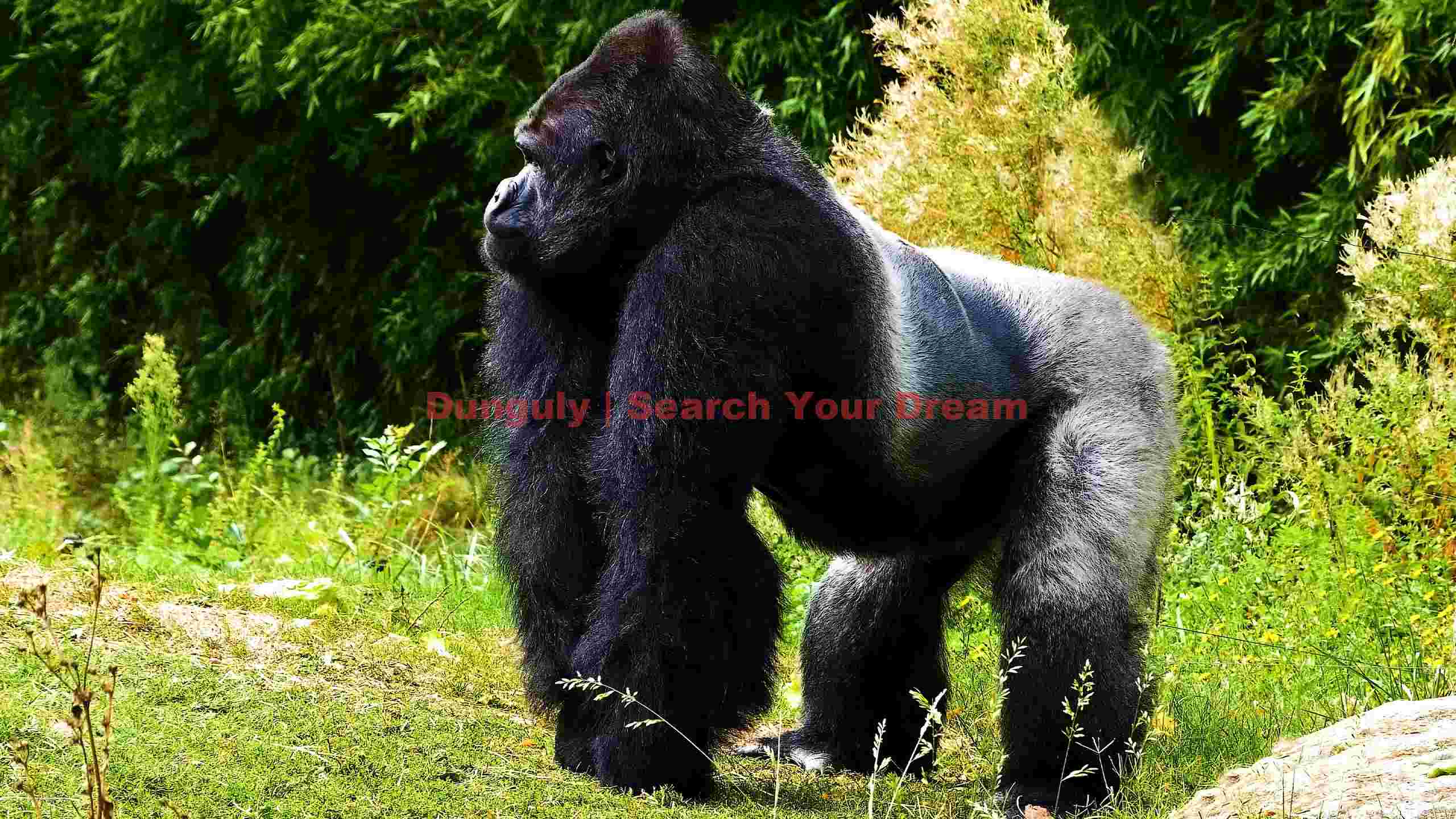 majestic silverback gorilla in lush habitat majestic silverback gorilla in lush habitat