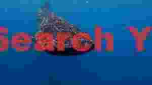 majestic whale shark encounter 1