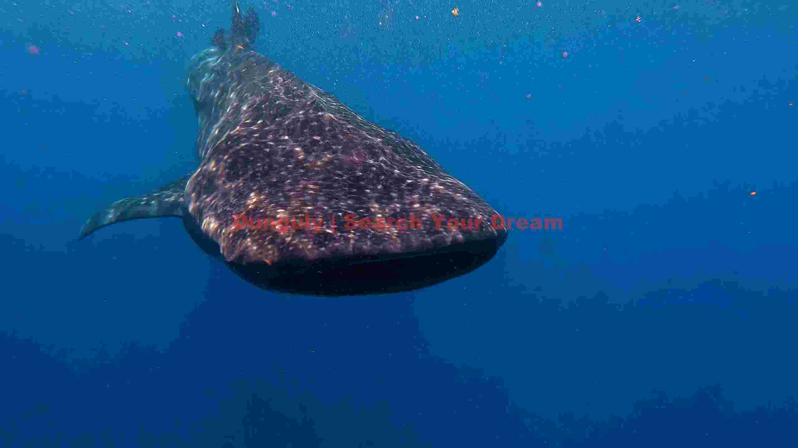 majestic whale shark encounter 1 majestic whale shark encounter 1
