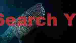 majestic whale shark in deep ocean