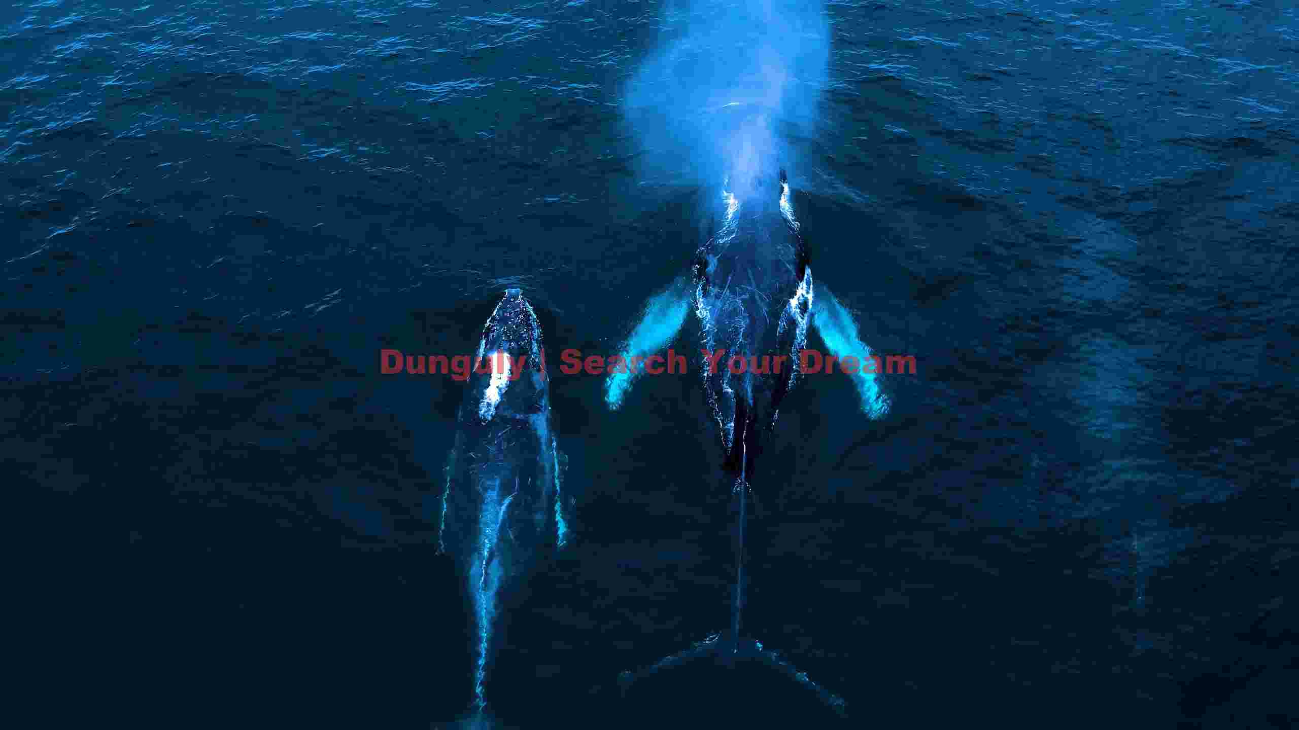 majestic whales of the deep blue majestic whales of the deep blue