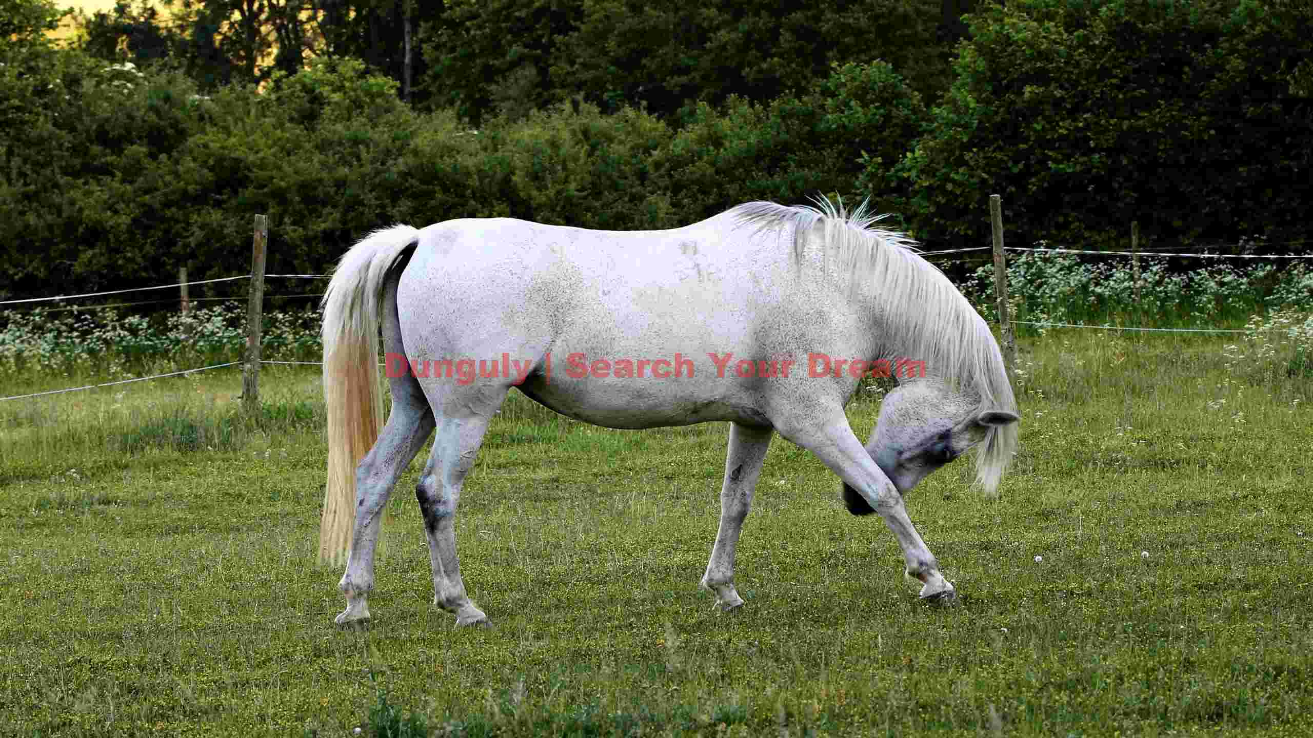 majestic white horse grazing in green pasture majestic white horse grazing in green pasture
