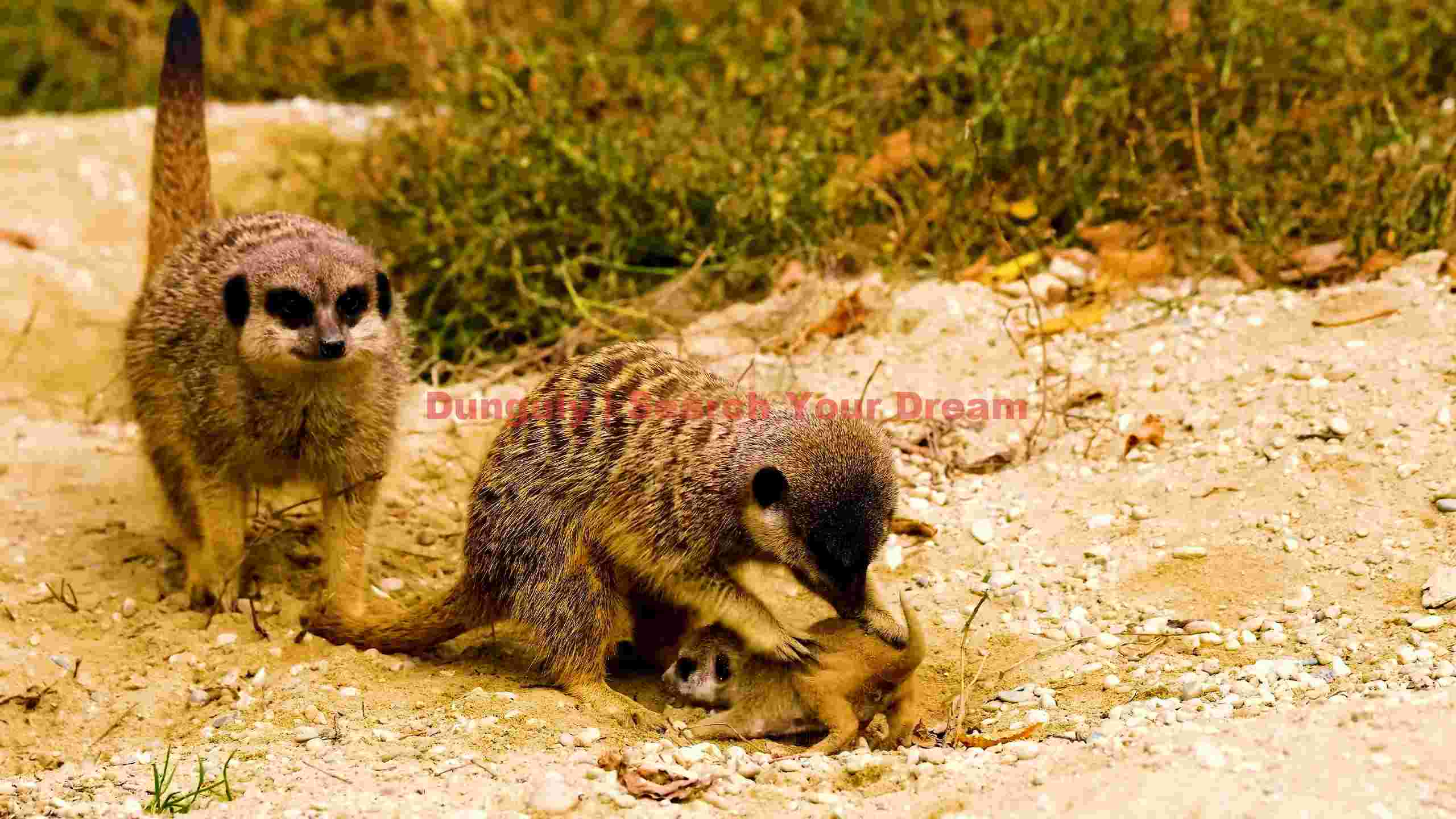 meerkat family bonding moment meerkat family bonding moment