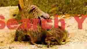 meerkat family foraging