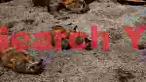 meerkat family siesta on sandy ground