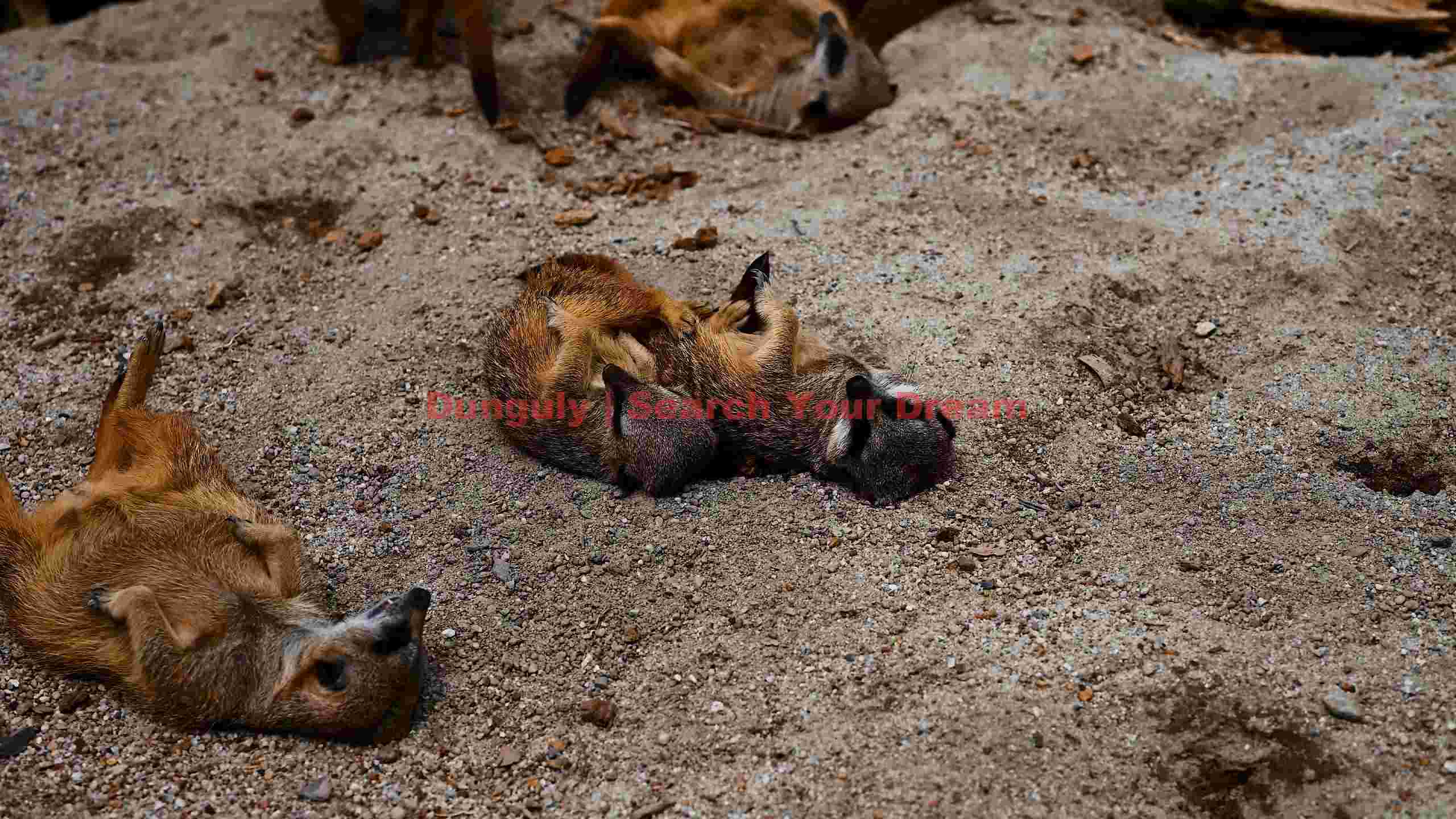 meerkat family siesta on sandy ground meerkat family siesta on sandy ground