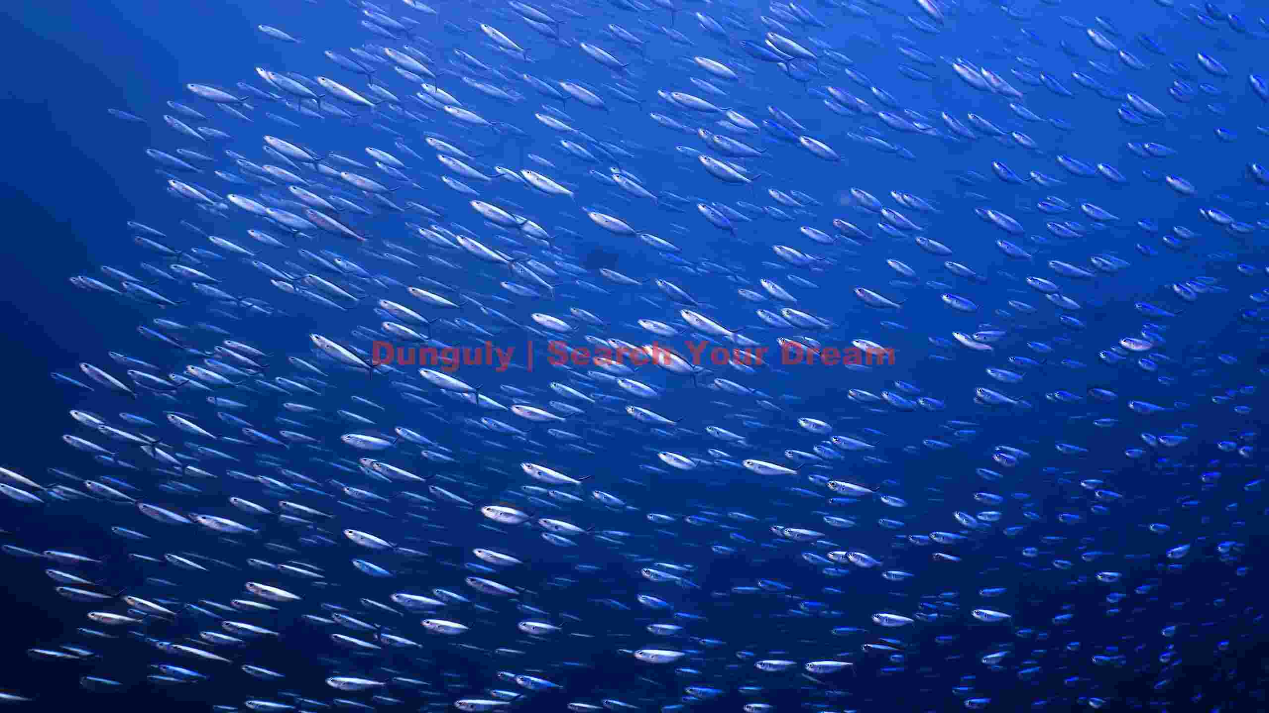 mesmerizing school of silver fish mesmerizing school of silver fish