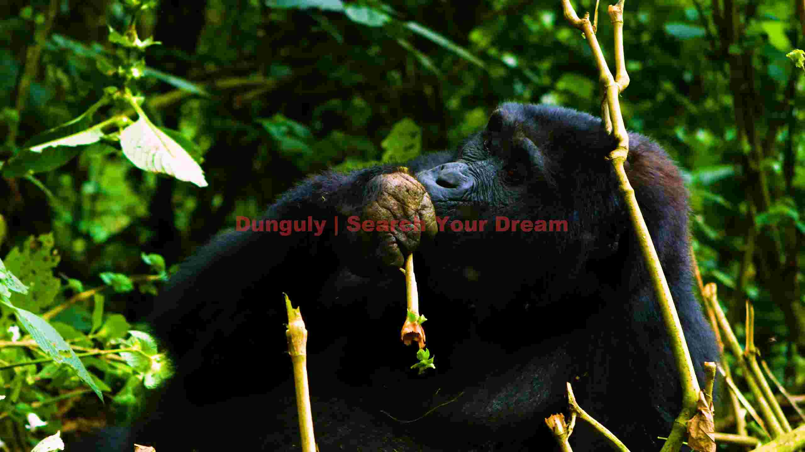 mountain gorilla delicately feeding in lush jungle mountain gorilla delicately feeding in lush jungle