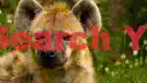 mysterious hyena portrait