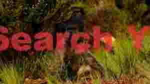 observant baboons in natural habitat