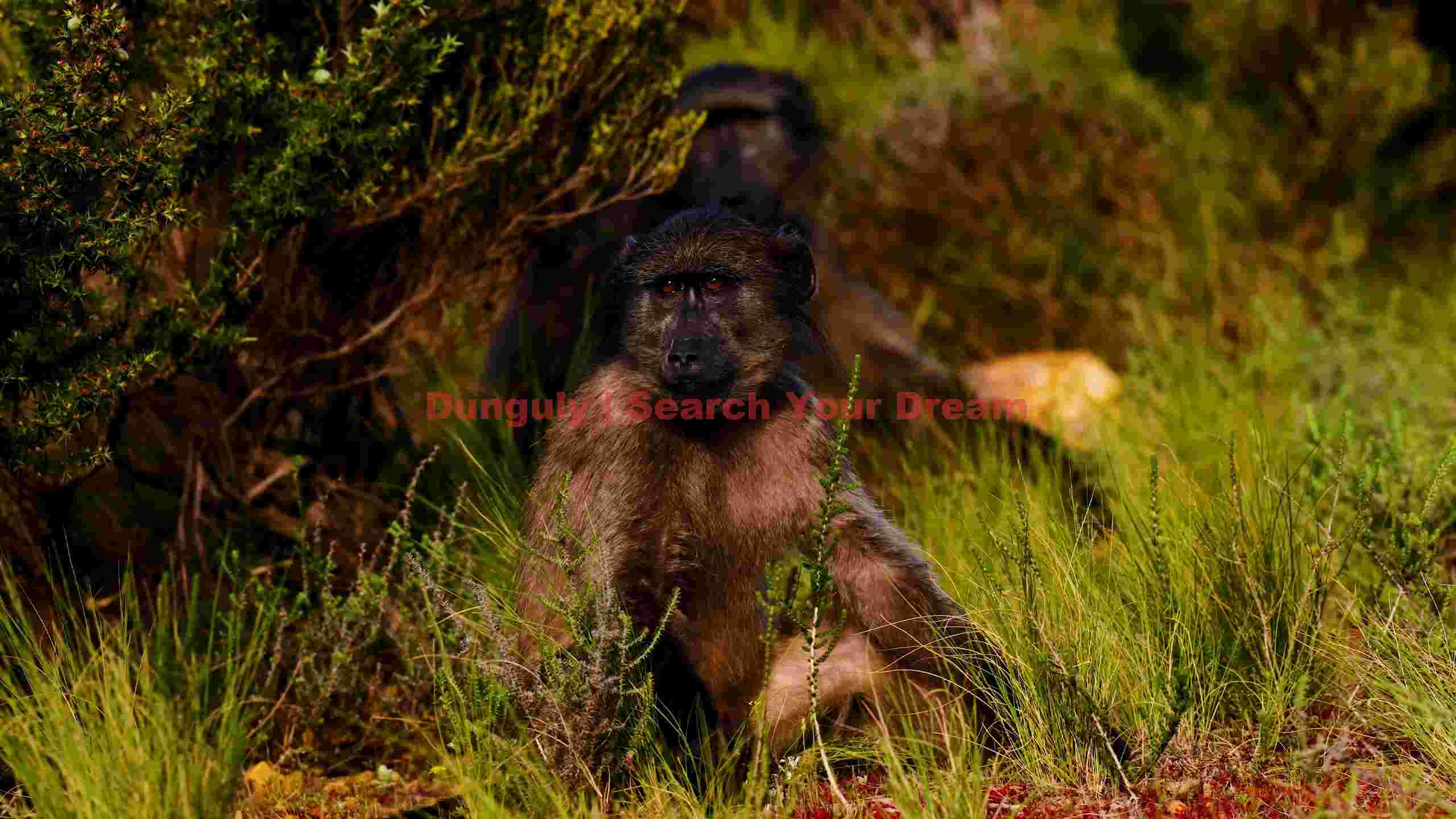 observant baboons in natural habitat observant baboons in natural habitat