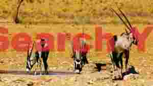 oryx antelopes quenching thirst in arid desert