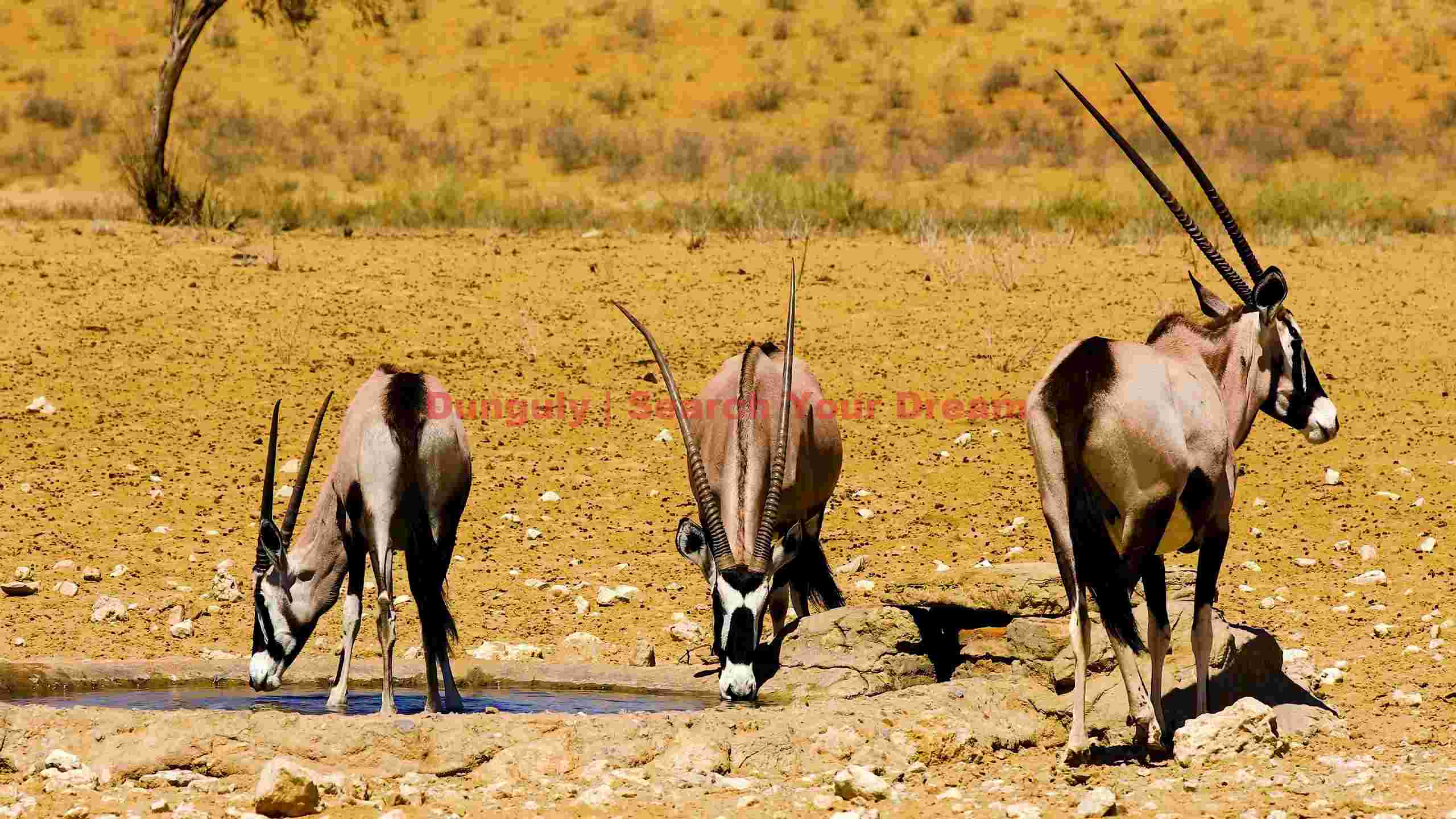 oryx antelopes quenching thirst in arid desert oryx antelopes quenching thirst in arid desert