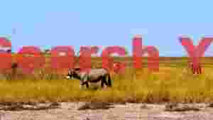 oryx antelopes roaming golden african savanna