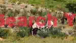 oryx antelopes in arid green landscape