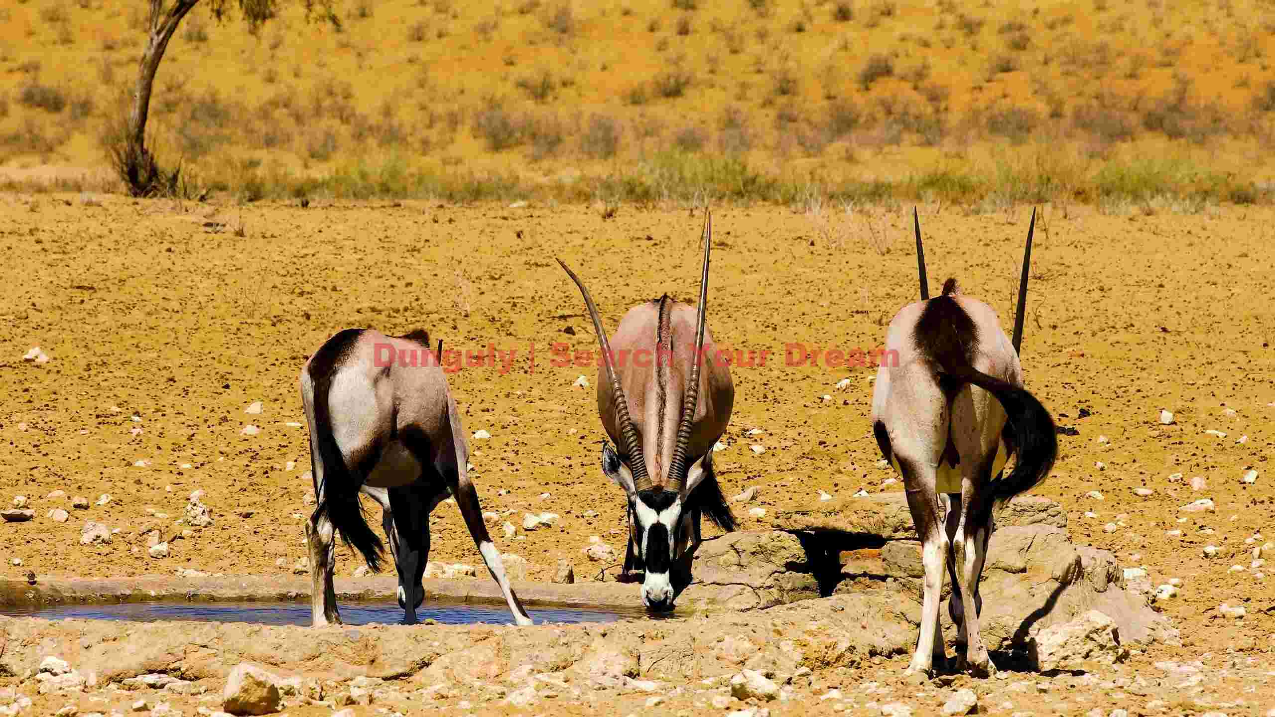 oryx quenching thirst in arid desert oryx quenching thirst in arid desert