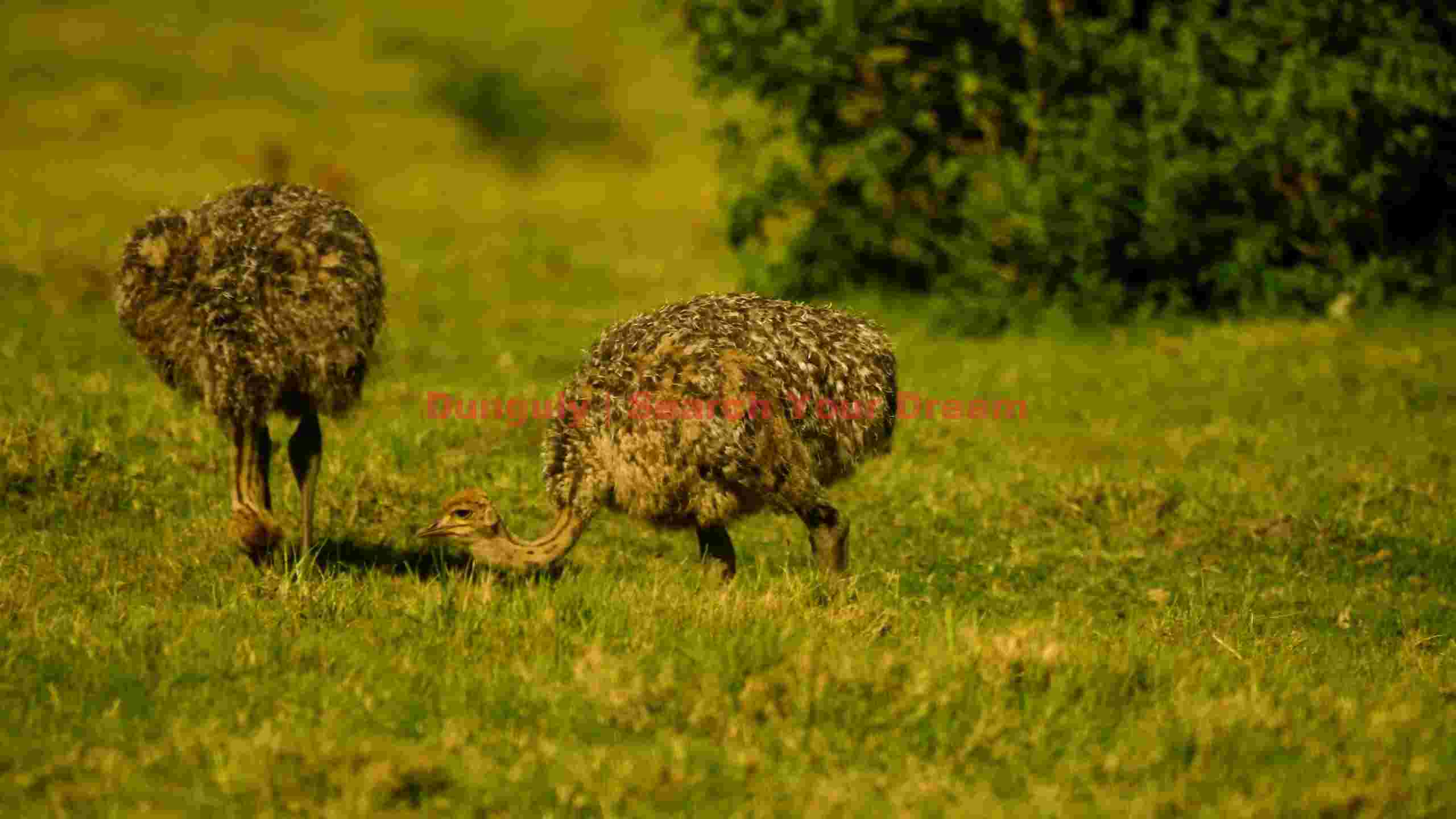 ostrich chicks grazing in golden light ostrich chicks grazing in golden light