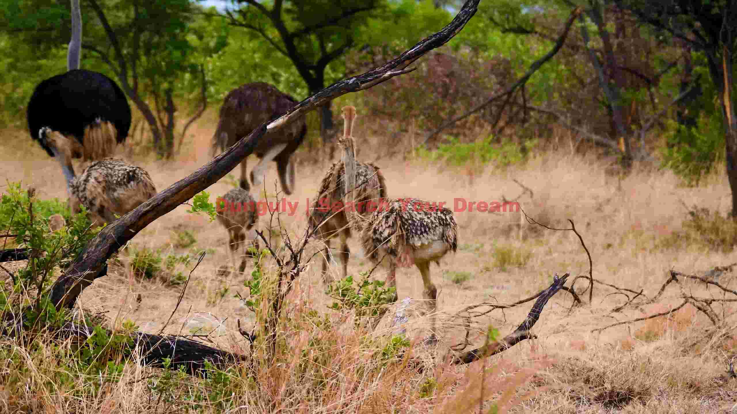 ostrich family foraging in the african savanna ostrich family foraging in the african savanna