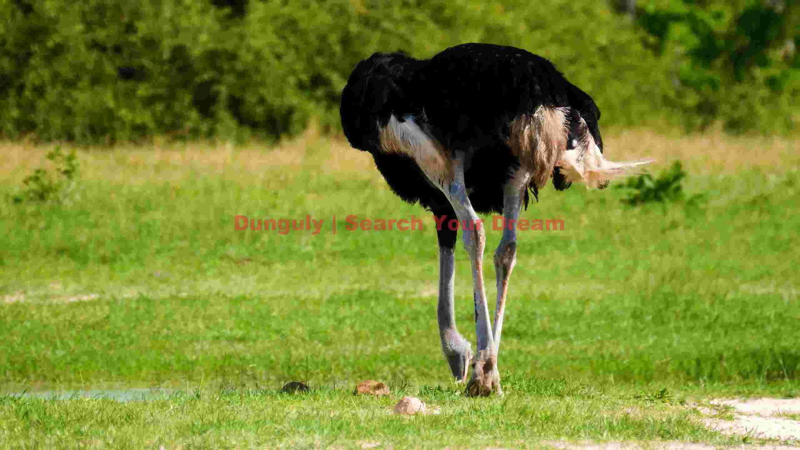 ostrich foraging in sunlit grassland ostrich foraging in sunlit grassland
