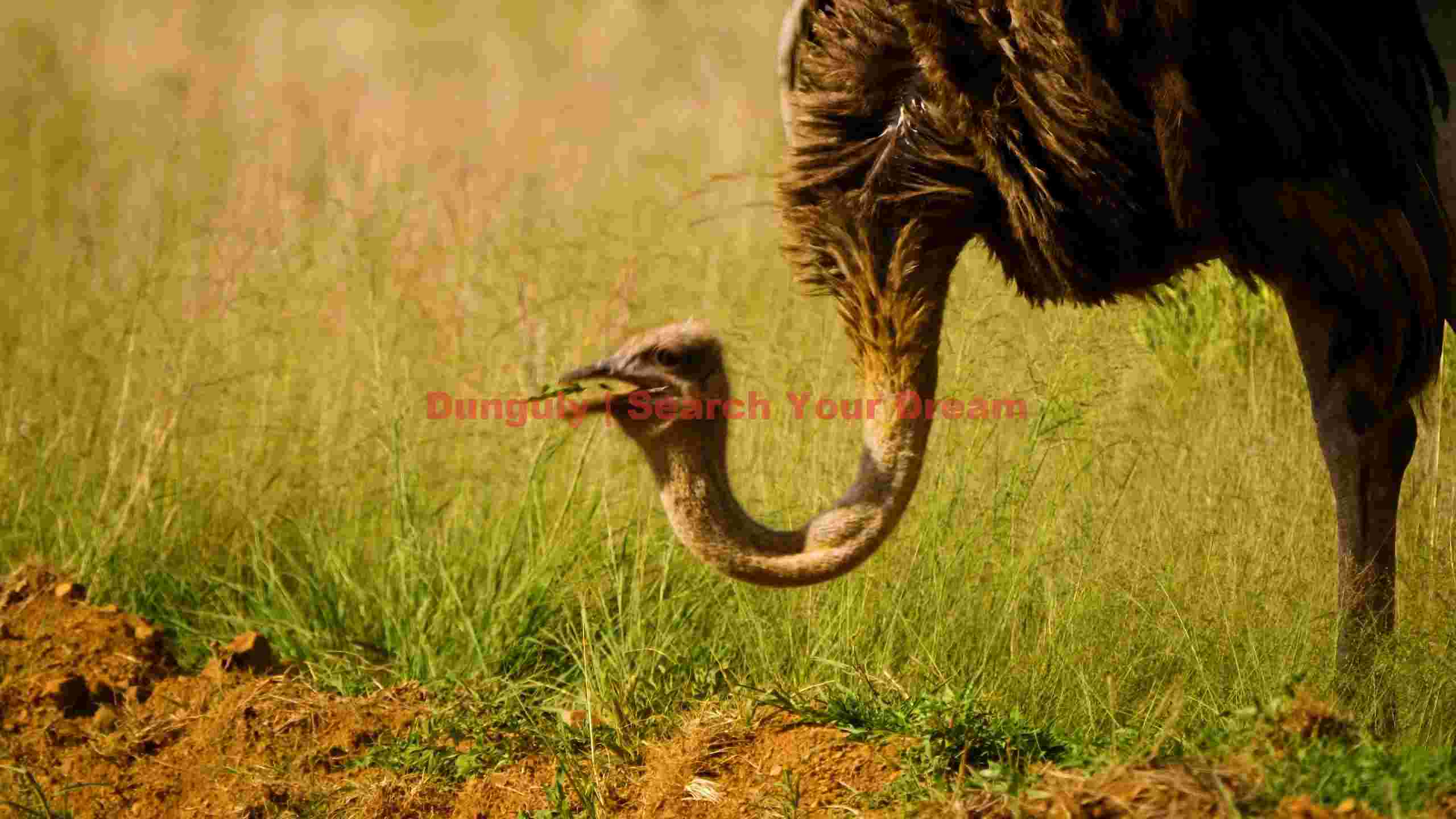 ostrich grazing in golden grass ostrich grazing in golden grass