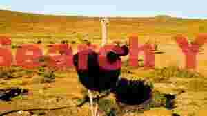ostrich haven desert wildlife scene