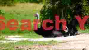ostrich resting peacefully in the savanna
