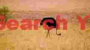 ostrich unaware of stalking lions in savanna