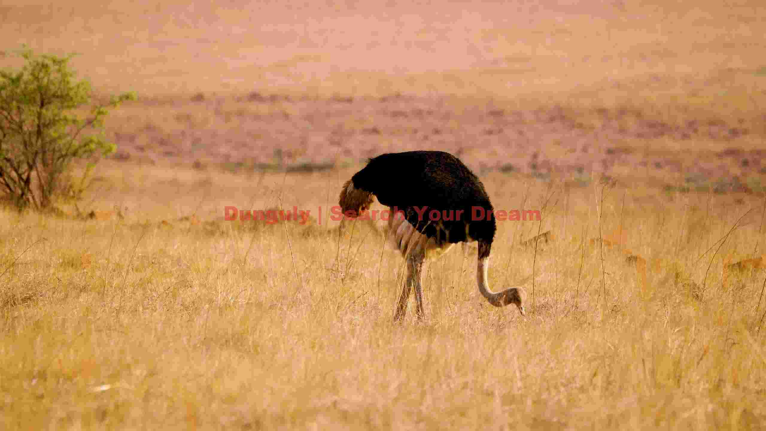 ostrich unaware of stalking lions in savanna ostrich unaware of stalking lions in savanna
