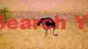 ostrich and hidden lions in savanna