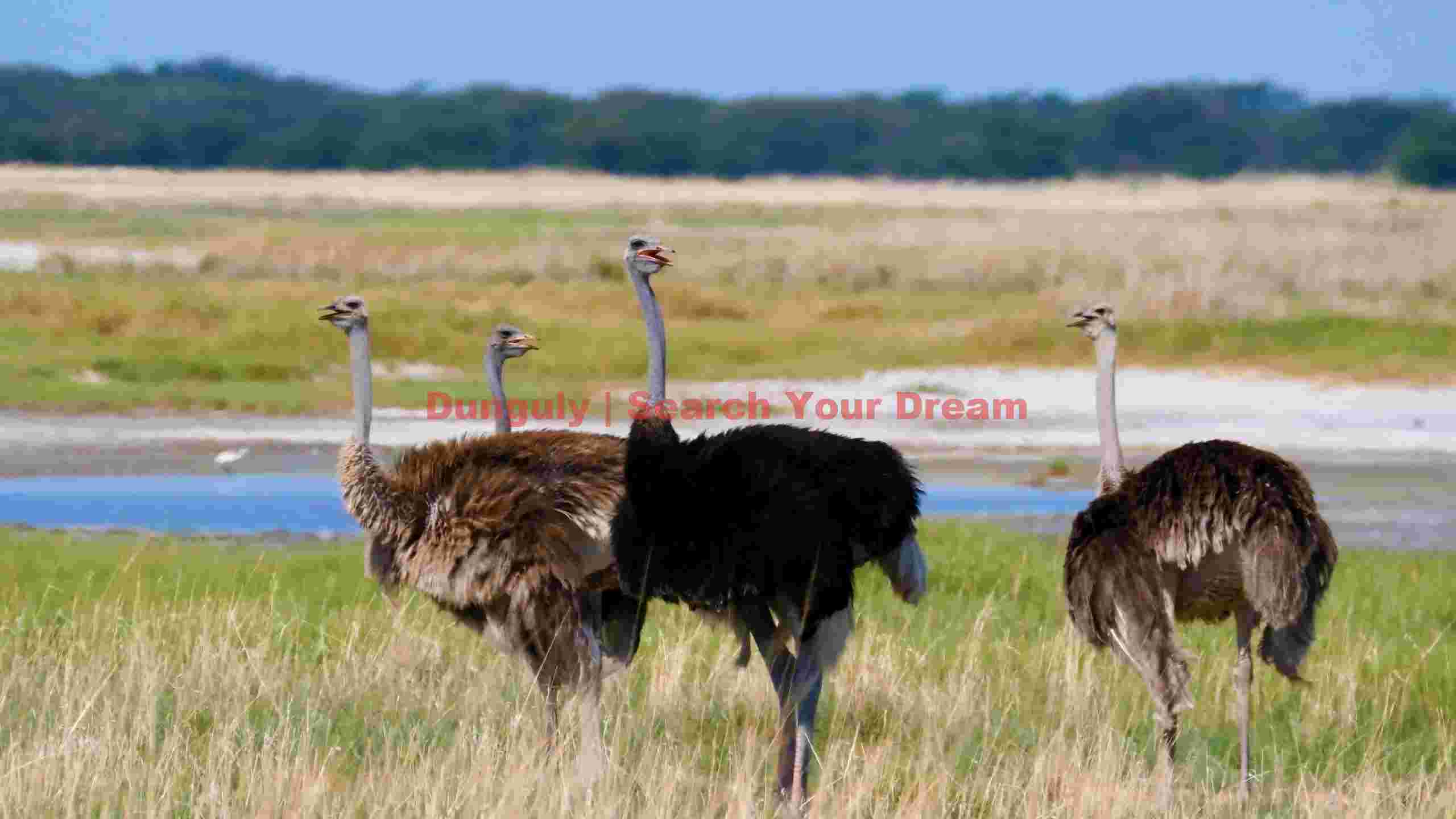 ostriches gathered in the savanna landscape ostriches gathered in the savanna landscape