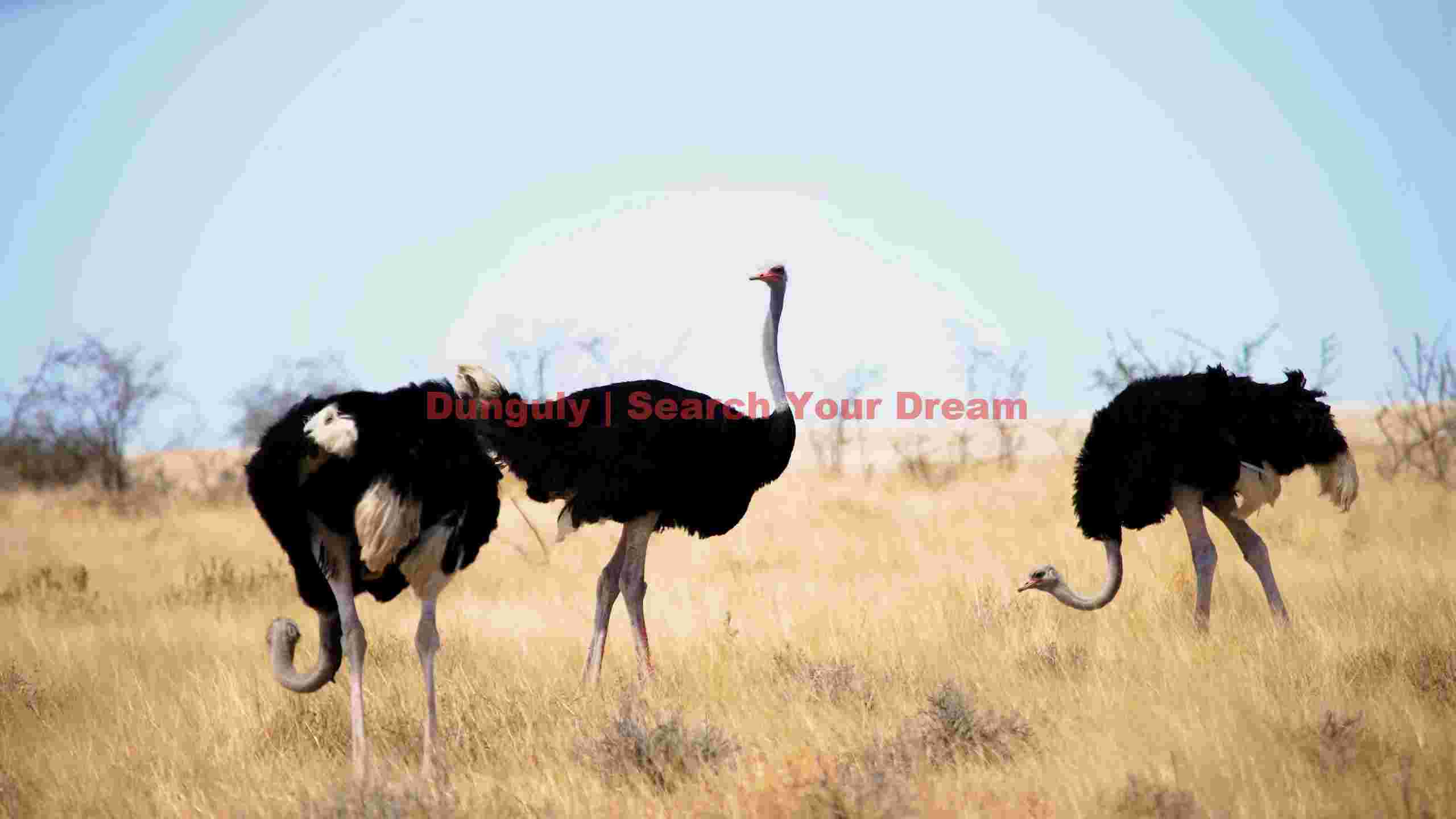 ostriches roaming the african savanna ostriches roaming the african savanna