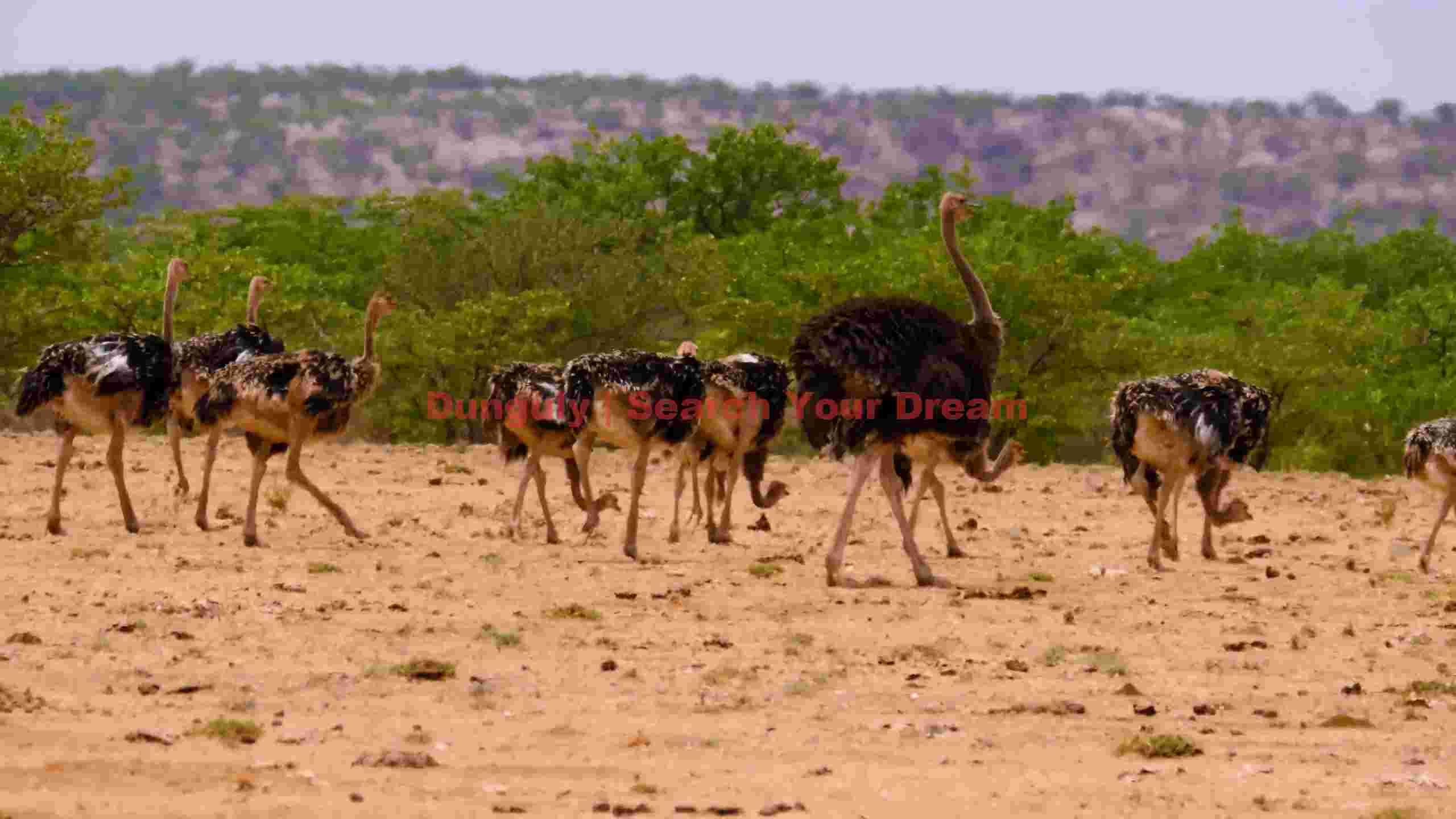 ostriches roaming the african savannah ostriches roaming the african savannah