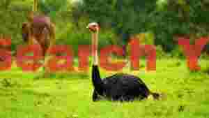 ostriches in the rain on a green savanna