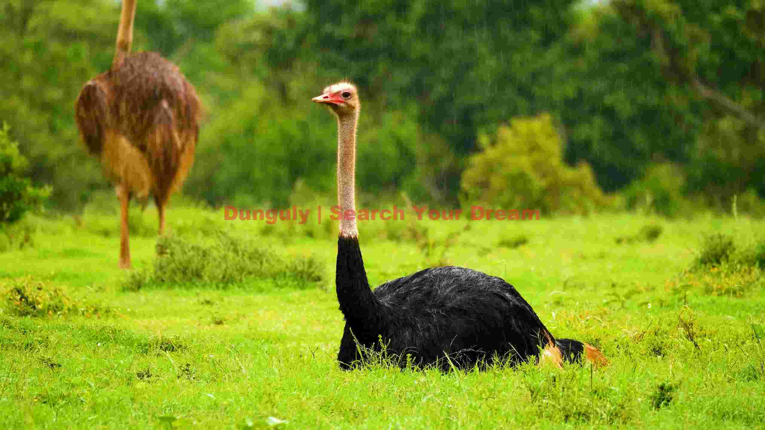 ostriches in the rain on a green savanna ostriches in the rain on a green savanna