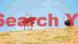 ostriches on the horizon