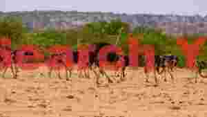 ostriches on the savannah plains