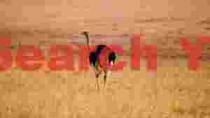 ostrichs golden savanna stride